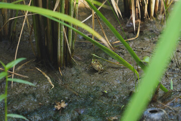 A Japanese pond frog in a summer rice paddy