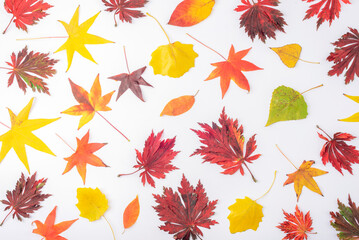 Colorful autumn leaves scattered on white background, flat lay. Seasonal pattern, fall foliage concept