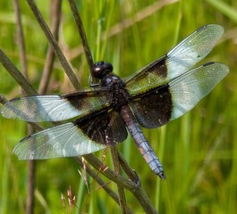 dragonfly on a branch