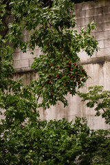 Abstract texture of a grungy, weathered concrete wall and mossy ground in a forgotten alley