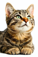 Fototapeta premium Adorable tabby kitten with bright green eyes gazes upwards