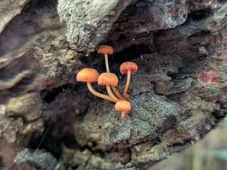 mushroom on a tree © Samantha