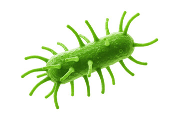 Green bacteria with flagella isolated on transparent background, microscopic organism for science and medical use