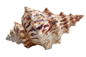 Fototapeta premium Detailed image of a brown and white seashell on transparent background