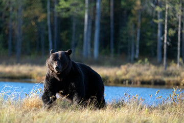 Ours brun dans la tundra de la Finlande