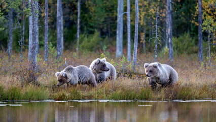 Ours brun dans la tundra de la Finlande