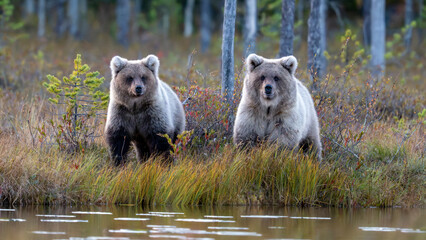 Ours brun dans la tundra de la Finlande © michel