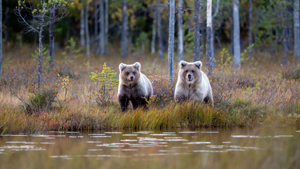 Ours brun dans la tundra de la Finlande © michel