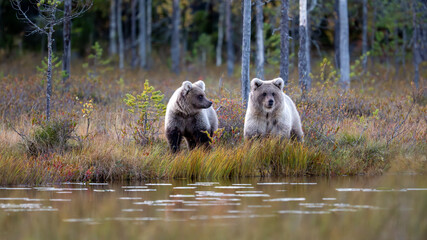 Ours brun dans la tundra de la Finlande © michel