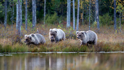 Ours brun dans la tundra de la Finlande © michel