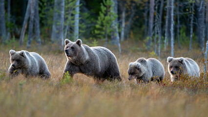 Ours brun dans la tundra de la Finlande © michel