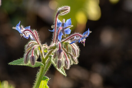 Fototapeta Zoom sur les fleurs fermées de bourrache - fond sombre