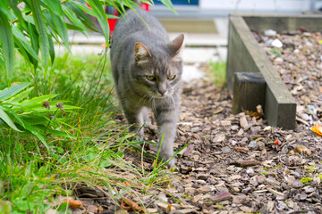 Close-up of adult gray tubby cat outdoors at garden on an autumn day at Swiss city of Zurich. Photo taken October 13th, 2025, Zurich, Switzerland.