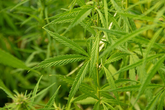 Focus sur des feuilles de chanvre en milieu de tige