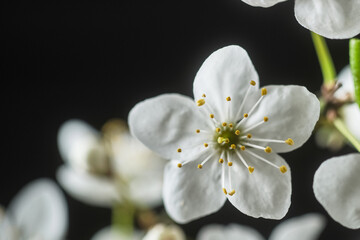 Obraz premium Macro of a delicate white cherry blossom flower with yellow stamens on a black background. Soft focus, spring botanical concept, freshness and natural beauty