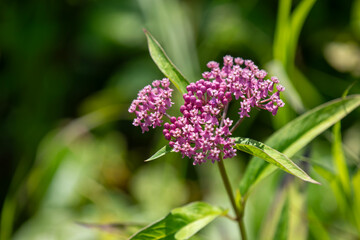 Blooming swamp milkweed (asclepias incarnata, rose milkweed, rose milkflower, swamp silkweed, or white Indian hemp) growing along a hiking trail in Ontario, Canada.