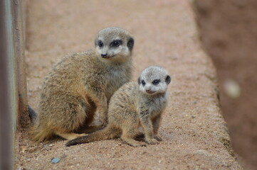 baby meerkat with her mother
