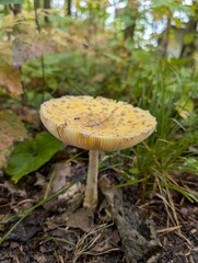 mushroom in the forest