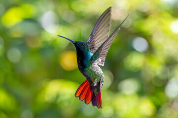 Fototapeta premium hummingbird in flight - Black-throated mango 