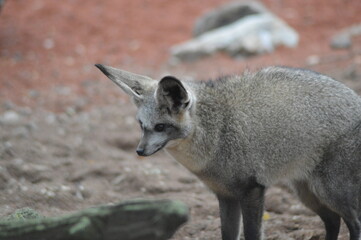 red fox