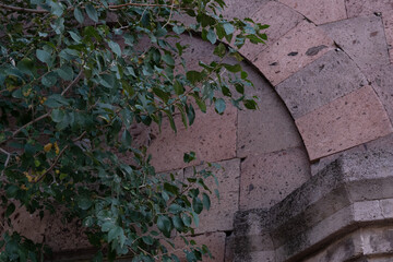 plant growing on old tuff stone wall in Armenia