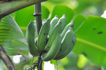 banana blossom or Gros Michel, Musa sapientum or banana fruit or banana seed