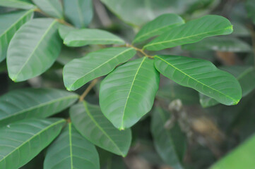 rambutan tree, rambutan plant or Nephelium lappaceum Linn