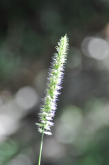 Phleum phleoides, Sacciolepis or Setaria or Setaria viridis or grass flower