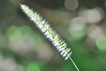 Phleum phleoides, Sacciolepis or Setaria or Setaria viridis or grass flower