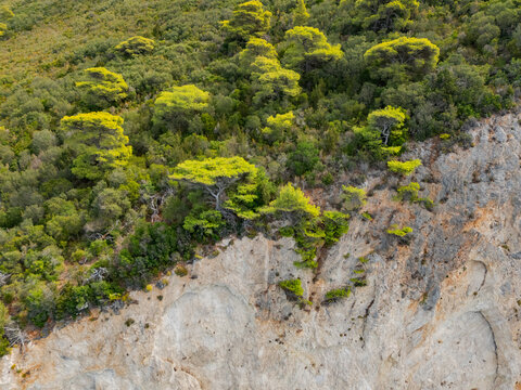 Aerial view of vibrant green trees clinging to the rugged, textured cliffsides creating a striking contrast against the pale stone, Porto Katsiki, Lefkada, Greece.