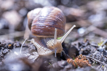 Close-Up of Garden Snail Crawling on Soil