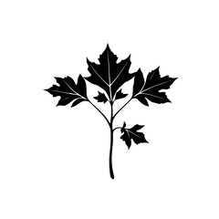 black and white silhouette of a maple leaf plant with multiple leaves on a white background