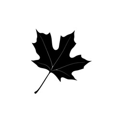 a stark silhouette of a maple leaf against a blank canvas