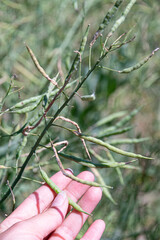 Gousses vertes de graines de colza avec main