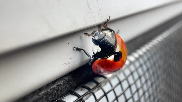 A vivid macro shot of a ladybug clinging to a surface, showcasing its iconic red shell and intricate details in natural light.
