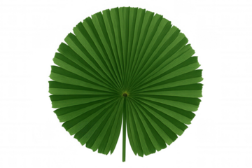 Green tropical fan palm leaf, natural plant from exotic rainforest with transparent background