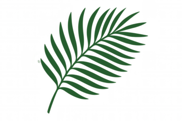 Tropical palm leaf frond vector graphic element with botanical green vibrant foliage on transparent background