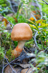 A red-banded Cortinarius armillatus mushroom growing in a lush green moss