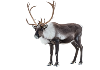 Isolated reindeer standing facing left, brown and white fur, antlers, full body, outdoors