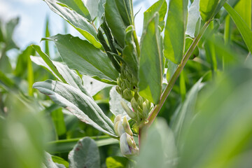 Féverole non fleurie