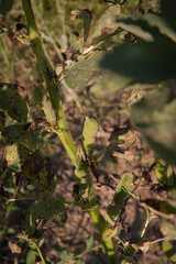 Focus sur le pied et une gousse de féverole ou fève fourragère, nécrose sur les feuilles