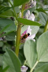 Bourdon des champs butinant une fleur de féverole