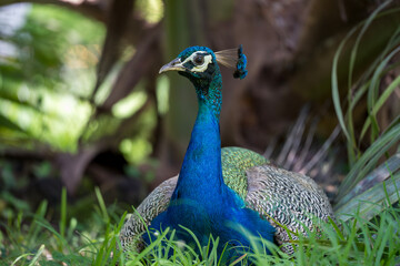 Obraz premium Portrait of a Indian peacock
