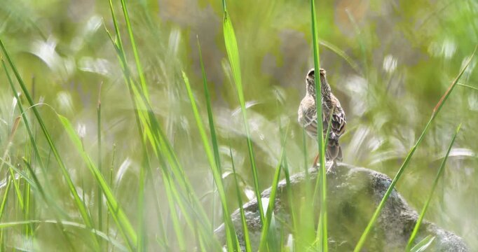 Eurasian skylark bird on a stone in grass field