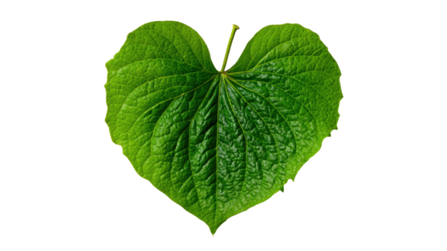 Fresh green betel leaf with vibrant natural texture and glossy surface commonly used in culinary and traditional practices isolated on white background