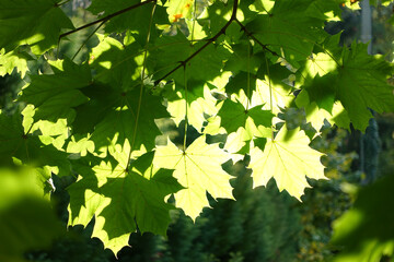 Sunlight Filtering Through Green Maple Leaves