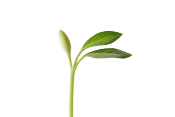 Fototapeta premium Young plant bud and leaves isolated on a transparent background