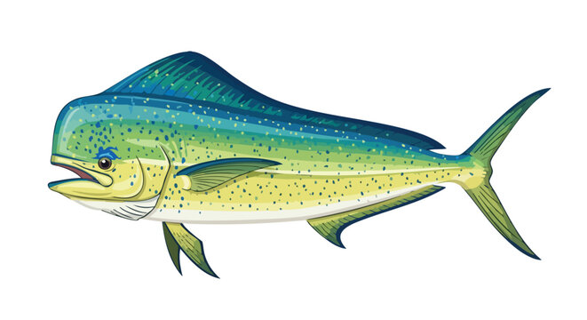 Vibrant Mahi-Mahi Illustration Showcasing its Distinctive Coloration and Form with Artistic Detail and Precision