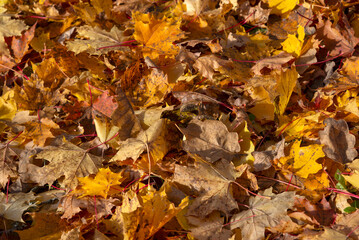 Background of fallen maple leaves