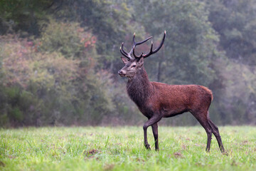 Red deer stag walking under the rain in a plain during the rut. Cervus elaphus, Sologne, Loiret 45, région Centre Val de Loire, France, European Union, Europe